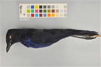 藏品(臺灣紫嘯鶇)的圖片